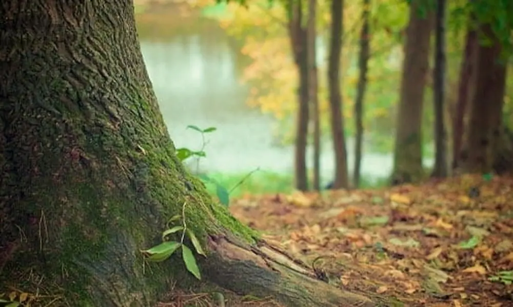 Como mais um fruto do Programa Floresta+, o Ministério do Meio Ambiente institui o Programa Floresta + Empreendedor, através da Portaria nº 109, de 24 de março de 2021 e assina Acordo de Cooperação Técnica com o SEBRAE